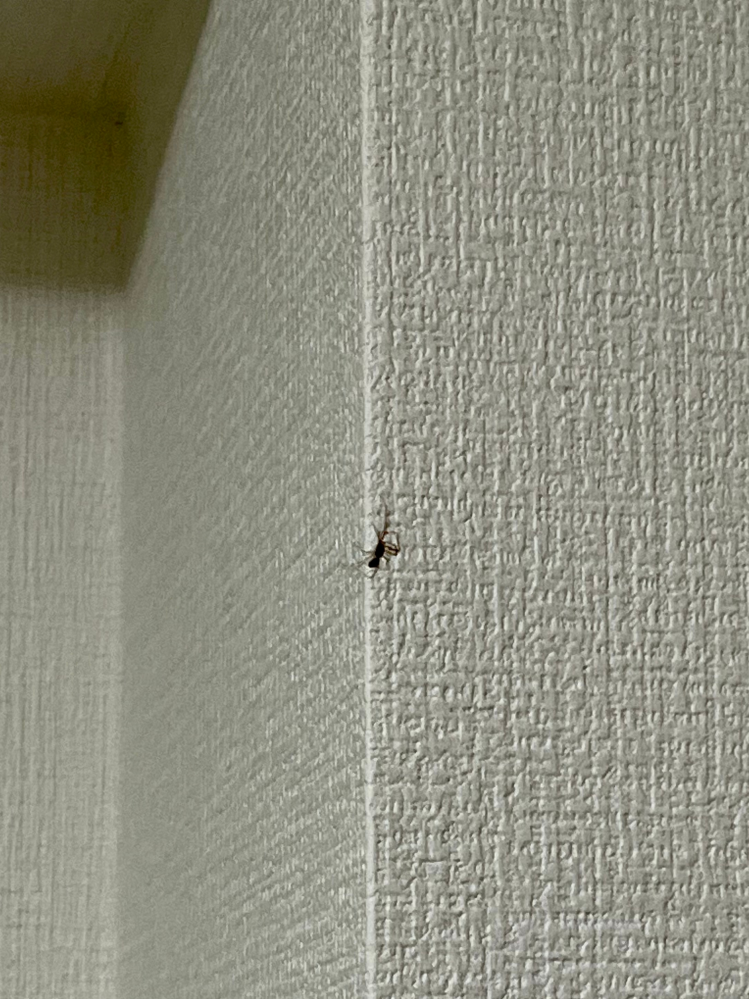 ⚠️虫の写真注意⚠️ 今朝家の中に蜘蛛が出ました。 調べたところ恐らくヒメグモの雄で特に害はないらしいので放置しようかと思ったのですが、何故か先程からやたらピンポイントで枕の中心目掛けて天井から糸で下降して来るのですが一体何が目的なんでしょうか⋯。 (写真は枕に触れる寸前にコップで受け止めようとしたら慌てて天井へ撤退している所です) 天井や壁ならまだしも枕周辺に居られると流石に困るので捕まえて外に放すか駆除するか迷います。 皆さんならどうされますか？