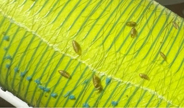 助けてください。部屋のカーペットを掃除していたらこんな感じの虫の殻が大量に出てきました。何度も掃除しても出てきます。ゴミ袋が満タンになるくらいやっても出てきます。 この虫は殻から出た後どのようなところに住み着きますか？私の部屋は和室で、よく虫が出ます。ゴキブリや蜘蛛、ゲジゲジは日常的に出てきていて、色々スプレーを試してきてやっと減ってきたところです。ですが最近はこの虫の抜け殻がとても多く、ベットの上には無いのですが、カーペットに死ぬほどあります。カーペットを捨てたらいなくなりますか?この虫が湧かない対処法を教えて欲しいです