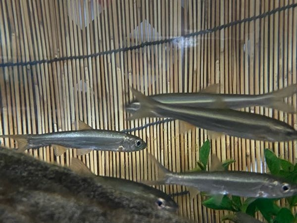 魚の質問！！ 職場で飼育している淡水魚なんですけど、なんの魚かわかる方いらっしゃいますか！！琵琶湖で取れたお魚です！！