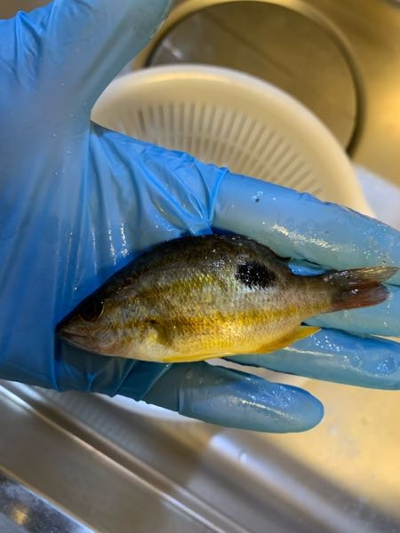 この魚の種類を教えてください。 食べられるか食べられないかと、食べられらる場合のオススメの食べ方も教えて頂けると嬉しいです。