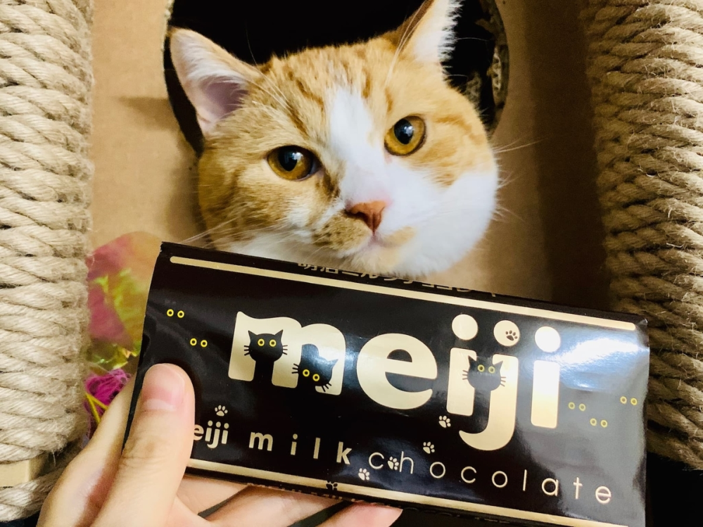 猫にチョコをあげてはいけないのは、猫が食べると血汚冷斗になるからですか？