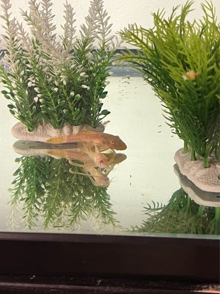 写真に写っている2匹の魚の種類を教えてください！