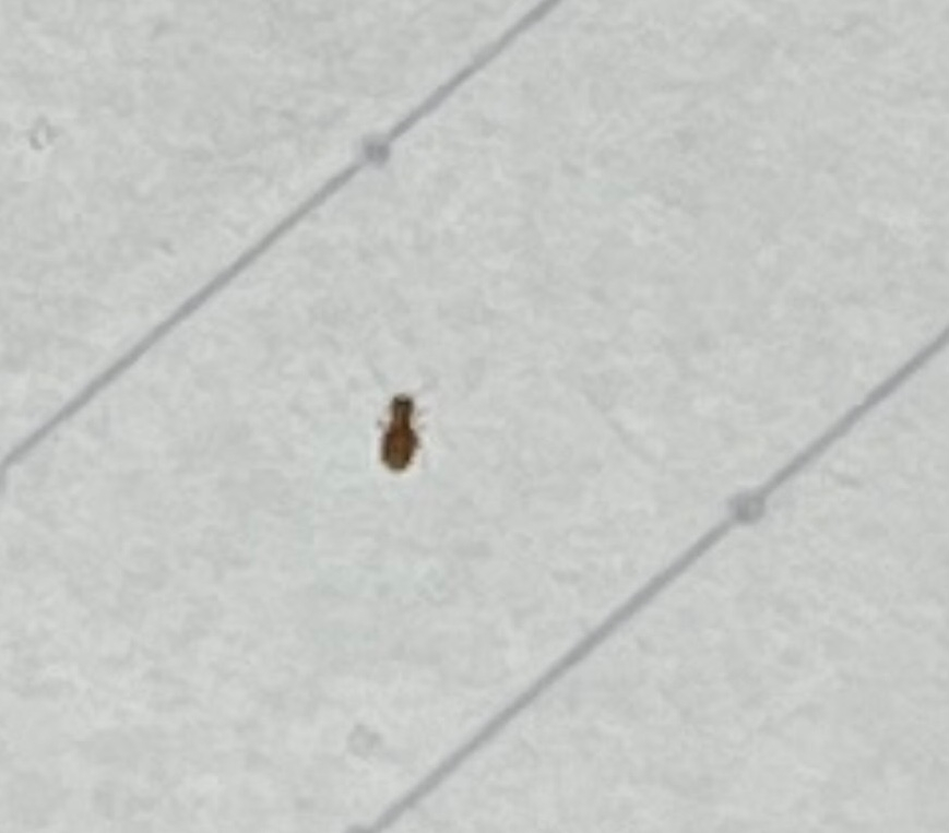 たまに古い本やベランダのプランターとかで見るこの虫(透明で実際見えるか見えないかくらい小さい)これはダニですか？ 画像あり。拡大していてノートの斜線で大きさが分かるといいのですが。 画像では黒いけど見え方だと白ぽいです。