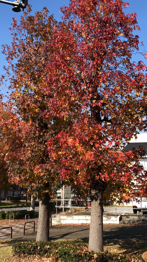 この紅葉している木は何ですか