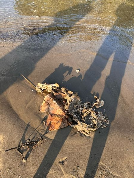 今日宮城県の砂浜にこんな物が落ちてました。 亀の甲羅のように見えるのですがこれはなんですか？