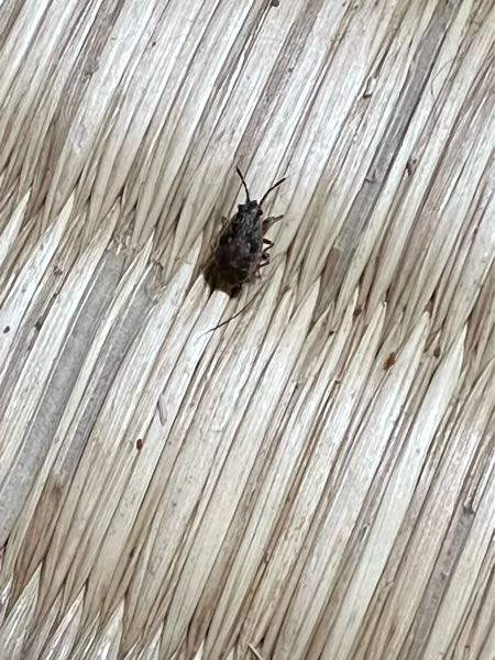 この虫はなんでしょうか？ カメムシのように見えます。5mmくらいです。 カメムシの赤ちゃんでしょうか？ 今、問題になってるトコジラミではないですよね…！？