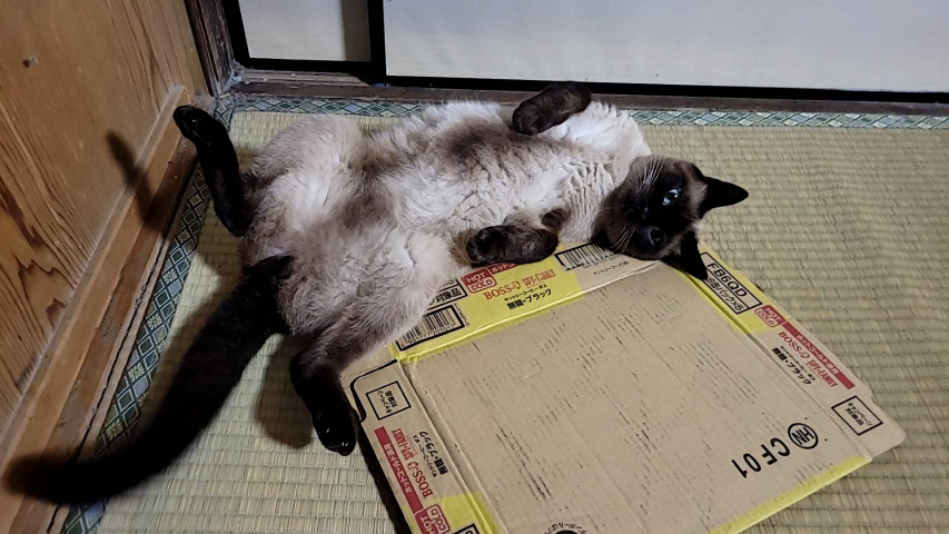 このような猫を見て、モフモフしたいと思いますか