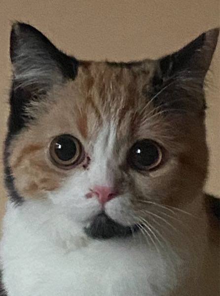 この猫の顔を見て何の種類の猫か分かる方いますか？