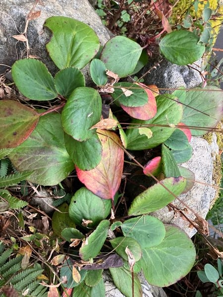これは何という植物ですか？