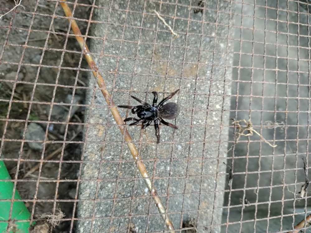 この蜘蛛は何という名前でしょうか