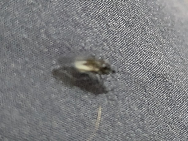 画像が見づらく申し訳ありません。 首都圏にて最近、腹が白い1cm程度の羽虫をよく見かけます。 これはいわゆるユキムシでしょうか？あるいは別の虫でしょうか？