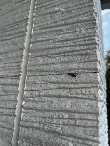 この虫はなんですか？家の外壁にいっぱい付いてます。 調べても特定できず… また、対策はありますか。