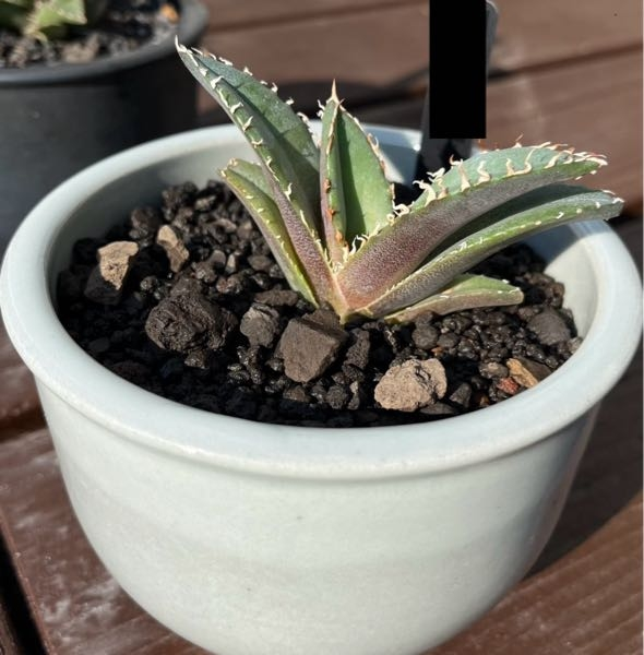先日、アガベチタノタの白鯨の子株を、植物販売店にて3,000円で購入しました。(写真の鉢は3.5号鉢です) 購入時、タグにはアガベチタノタ白鯨と記載されてました。 本物の白鯨でしょうか？ 判別出来る方いましたら、よろしくお願い致します。