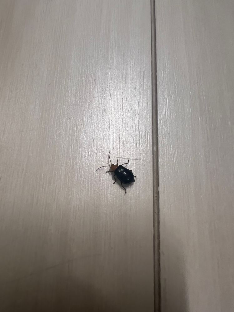 この虫ってなんですか？