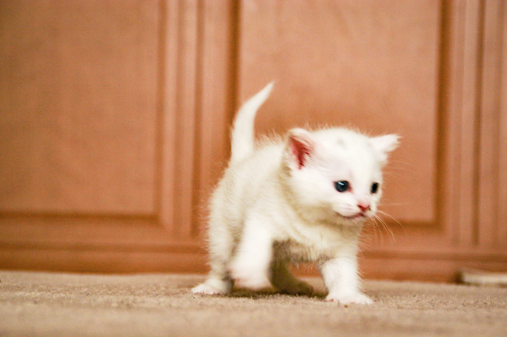 おはようございます 白色の仔猫は 可愛いですか？？