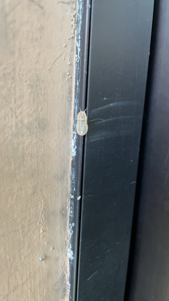 この虫なんていう虫かわかりますか？ 職場の自動ドアにくっついていました。