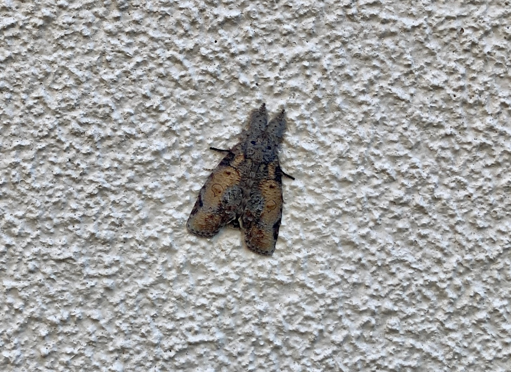 この虫の名前はなんでしょうか？
