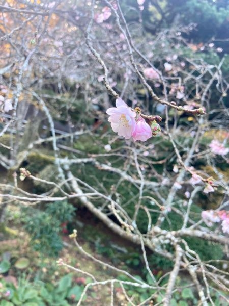 この花はなんでしょうか 2023年11月末、四国地方で撮影