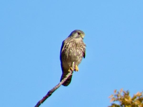 鳥の名前を教えて下さい。 この鳥はチョウゲンボウ合っているでしょうか？ どうぞよろしくお願いいたします。