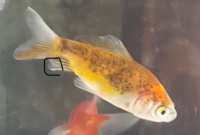 10日前に金魚すくいで貰ってきた金魚です 貰ってきた日からか塩水浴をしているのですが1週間の間に2回痙攣を起こしてるのを見かけました 水換えした次の日に1回起きた(七日前)のと水換えしようと思って新し い水を少し足したとき(5日前)に痙攣が起こったので怖くなって2回目以降水換えをしないで経過観察しました(水温合わせやカルキ抜き塩水の濃度を変えないなどきっちり行っていた) 前は弱々しく泳ぎ方が変だったのですが今では変な弱々しい泳ぎはしなくなったのと10日経ったのでそろそろ真水に戻した方がいいよかなと思っているところなんですけど痙攣を起こした金魚なので気づいてないだけで何かの病気を持っているか心配で真水に戻していく前に一応質問しようと思いました 私的にはいままで見た目に変化が起きたわけでもなく、異常なように見えないのですが何か異常があったりしますか？強いて言うなら丸の部分が少し気になっています 異常ない場合この金魚は水質の変化に弱い個体なんですかね、私が見に来たときも他の金魚よりびっくりしまくってます もしこうしたほうがいいとかアドバイスあったらお願いします 長い文章になりましたが読んでくれてありがとうございました (後ろの金魚は後ろの水槽に入ってます)
