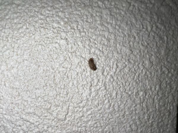 ※閲覧注意(虫の写真) すみません。 最近この虫が家に居るんですが、 なんの虫か分かる方いらっしゃったら 教えて頂きたいです。 よろしくお願いします。
