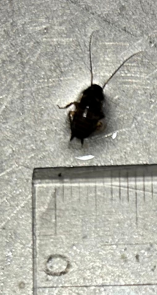今朝、シンクの中にいました。 この小さな黒い虫は何でしょうか。 ゴキブリの赤ちゃん？