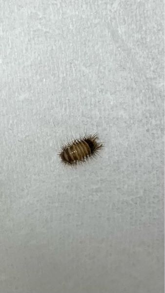 冬になって寒くなってきたのに部屋にこんな虫が… 黄色の縞模様で毛むくじゃらの特徴的な虫です(蜂にちかい？) 体長はほんの数ミリ程度 初見ですがなんという名前の虫でしょうか？