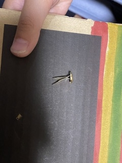 名前を教えてください。 子どもが学校の先生からもらってきました。工作で娘が作る作品で、先生がアドバイス？でくれたそうです。棒の部分は広げて使います。