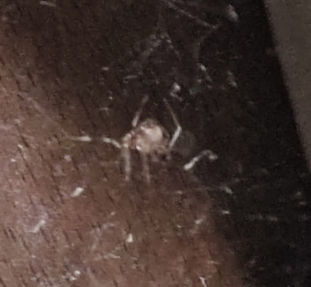 この蜘蛛はなんでしょうか？家の中で巣を張って数日、益虫の可能性もあるかと処分していません。 ぼやけてしまって分かりづらいと思いますが、これがなんだかわかる方いますか？ 場所は関東で、水道の近くにいます。