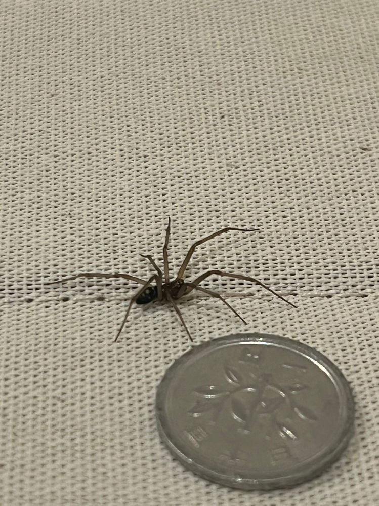 家の中で出てきた蜘蛛です。 何という名前の蜘蛛でしょうか？ ちなみに住まいは東京です。