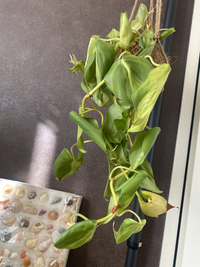 寒くなってきて家の植物が萎れてきちゃいました。原因とその対処法はありますでしょうか？ 萎れて来た当時はずっと窓のそばに吊るしてました。直射日光は避けレース越しに光を当ててました。水やりは根の部分の土玉が軽くなってきたらあげるようにして頻度は3.4日に1度ぐらいです。