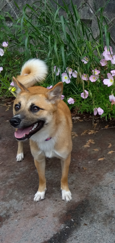 動物愛護センターから、うちに迎えた保護犬です。 ドッグランで、何の血が混ざってるか？よく質問されます。 走るのが、とにかく速いです。 岡山の野犬なので、山陰柴犬とかの血が混ざってるでしょうか。 どなたか、見た目で推測をお願いします。可愛い相棒です。