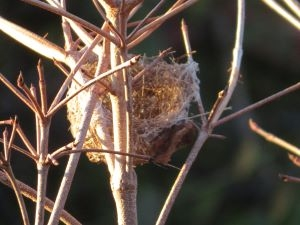 いつもと違う散歩コースにしてみたところ、鳥の巣らしきものを発見しました。 すでに巣立ったあとでしょうか？ 暫く様子を見ていたのですが飛んでくる気配ありませんでした。 写真だけで何の巣か分かりますか？ もし分かったら教えてください。また来年も行ってみます。 宜しくお願いします。