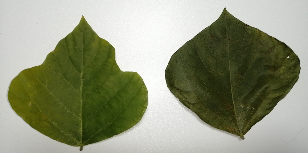 この2枚の葉っぱの正体はなに？ - Yahoo!知恵袋
