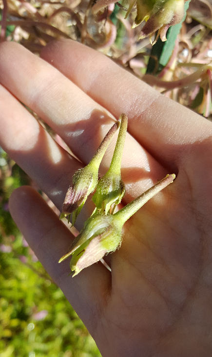 アサガオの種 初夏に苗を買ってきて鉢植えで育てていました。 改良された品種のようで、1つの花茎から1つの花ではなく、2〜3個花が咲くものでした。 昔ながらのアサガオだと咲いた後はそのまま実って種ができると思うのですが、この品種は花がよく咲いていた時は花柄と一緒に種になる部分も枯れ落ちて種はできませんでした。 ところが10月初旬くらいだったか？花はまだ毎日咲いているけど葉が黄色くなって落ちはじめた頃から急に花の後に実ができるようになりました。 10月中旬〜下旬には葉が全て落ちて裸になりました。 このまま枯れてしまうのだろうなと思ったらそのまま枯れる様子無く、茎と弦だけになって実を付けたままま元気で今でも生きています。 葉が無いので実は成長している様子はありませんが、しっかり締まった白い実がたくさん付いています。 こういう事もあるのでしょうか？ ワンチャン1つ2つでも良いから種になってくれないかと思うのですがやっぱり無理でしょうか？ たぶん霜がガッツリ降りる頃になれば凍って枯れると思うのですが、頑張ってたくさんの実を付けて生きているので処分する気になれず、とりあえず見守ってあげたいと思っています(^^; みなさんならどうされますか？ ちなみに上の方にチラっと写っているのが弦です。