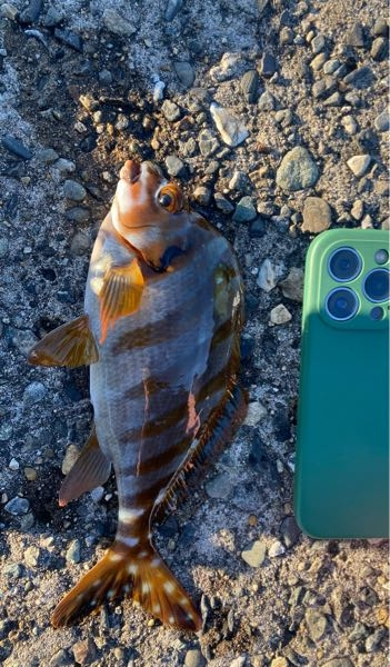 こちらの魚の種類わかる方いらっしゃいますでしょうか。 千葉の富津あたりで釣れました。