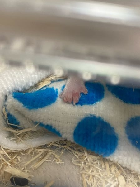 生後5ヶ月のゴールデンハムスターです。気づいたら足が赤く腫れていました。1日様子を見てもいいですか？すぐ病院行くべきですか？誰か病名わかりませんか。