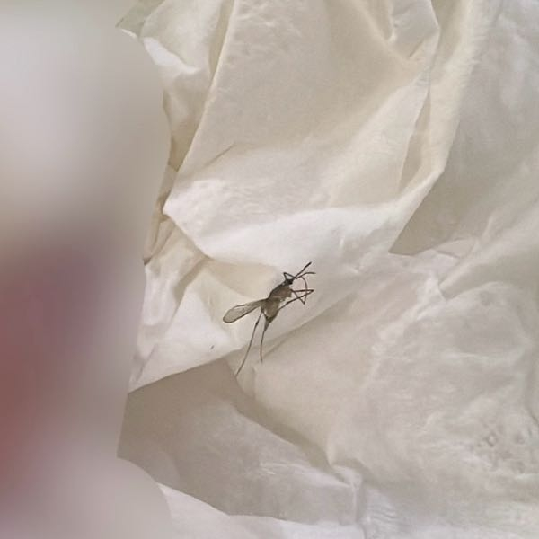 今この時期に蚊っていますか？これが家のキッチンで飛んでたんですけど蚊ではないですよね？なんの虫ですか。。蚊より1~2周りほどでかかったです。。