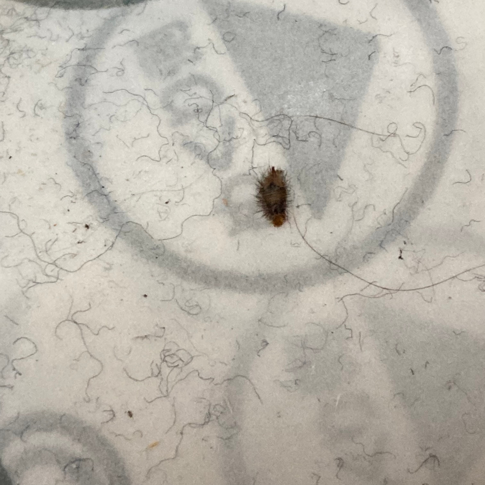 至急！この虫わかる方居たら 教えて下さい。 畳の部屋を掃除中コロコロしていたら このような虫を見つけました。 生きてはないんですけど、なんの虫ですか？