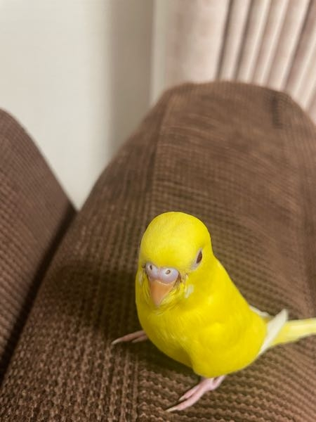 セキセイインコ、ルチノーの性別を教えて頂きたいです。 生後2ヶ月超です。 すごく大人しいインコです。