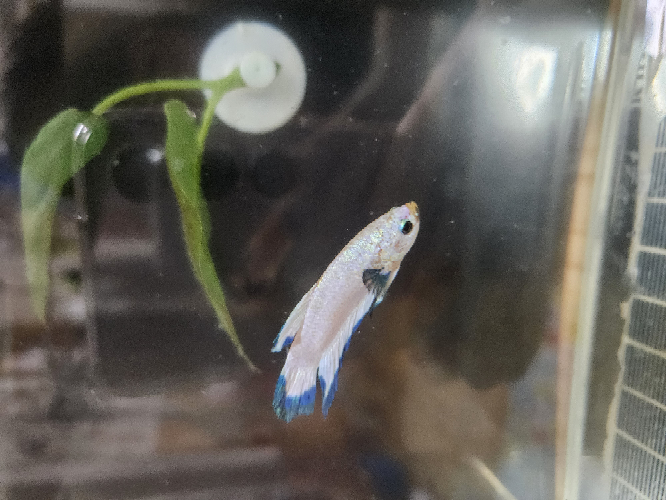 ベタが元気ないのでアドバイス下さい。 飼って1ヶ月のベタですが、ヒレが縮まって元気がないです。 また、最近下の方にワタみたいなものがたまるようになりました。 グラステリアフィット200で飼っており、水換えは一日置きか毎日3分の1から半分弱くらいを捨てて、別なフィルターのある水槽（熱帯魚）からもらった水を入れています。 温度はどちらも26度、餌はベタの餌を一日2回、2、3粒ずつくらいあげています。 カルキ抜きはテトラアクアセイフを使っています。 死なせたくないです。 アドバイス宜しくお願いいたします。
