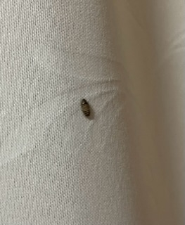 この虫が死骸も含めて部屋に時々何匹か出るんですけど、これってなんですか？
