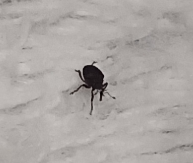 これはなんという名前の虫でしょうか？ 先ほど部屋で歩いているとを見つけました