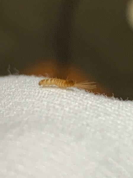 こちら何の幼虫ですか？ 洗濯物から出てきました。5mm〜1cmぐらいです