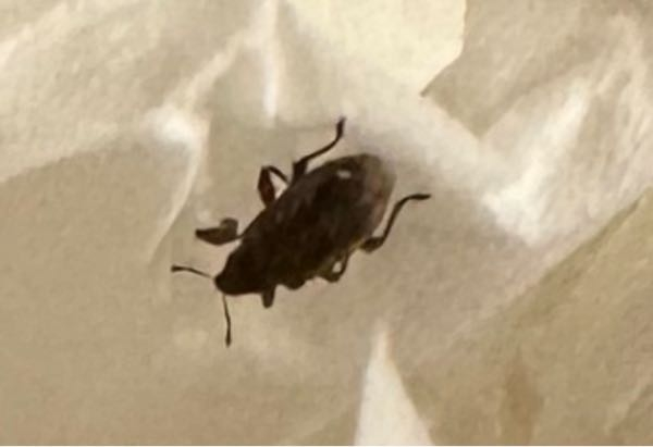 この虫は何ですか？ 家の中にいました。