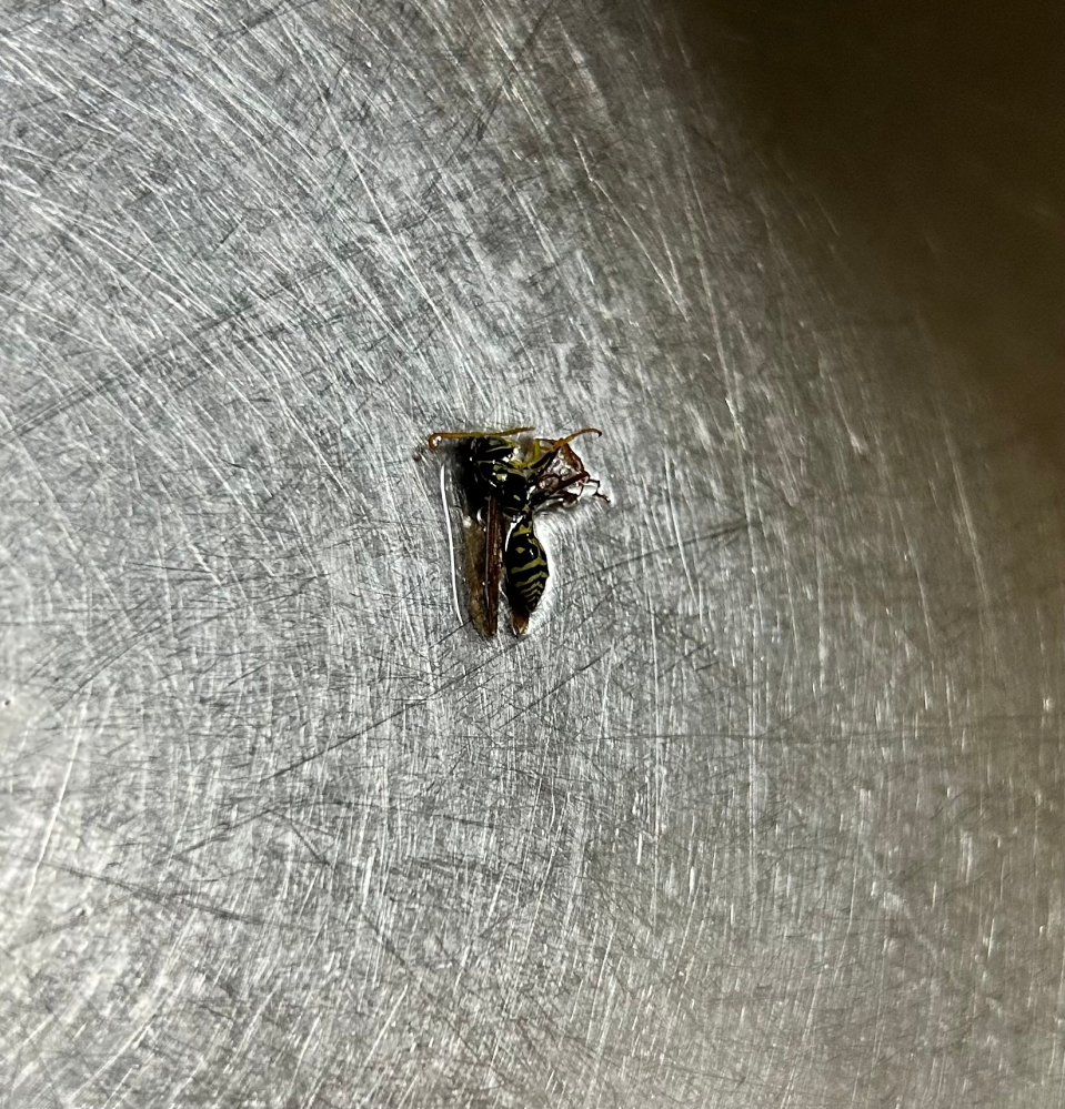 これは何という虫でしょうか？ 急に現れました 殺虫剤等が無かったのでアルコールスプレー連射したのですが、少し縮んだ気がします。
