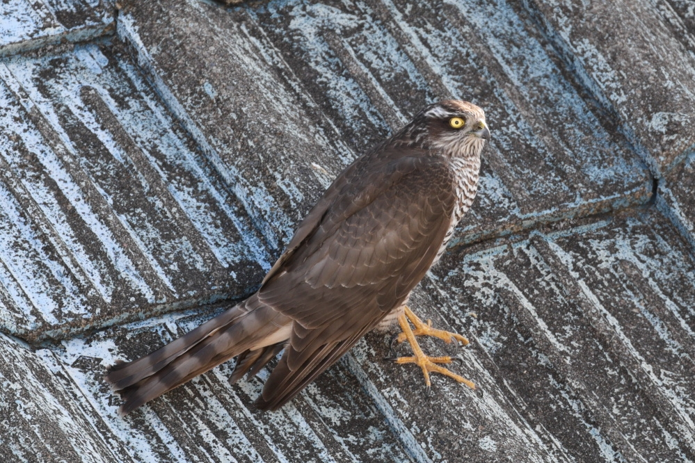 写真の鳥はなんという種類でしょうか？ 近くにトビが多いのでトビだと思っていたのですが、ちょっと小さい。トビの雛とも違うようで・・・ ハトより少し大きいです。 倉庫に入り込んで出られなくなったみたいで、出て行ってもらうのに苦労しました。 追い回すのですが、出入り口や窓の方へは行かず、最後は疲れたのか寄って行って脅しても飛ばす・・・大きな紙袋で捕まえて外へ出しました。 かなり疲れたのか、この屋根の上から動きませんｗ