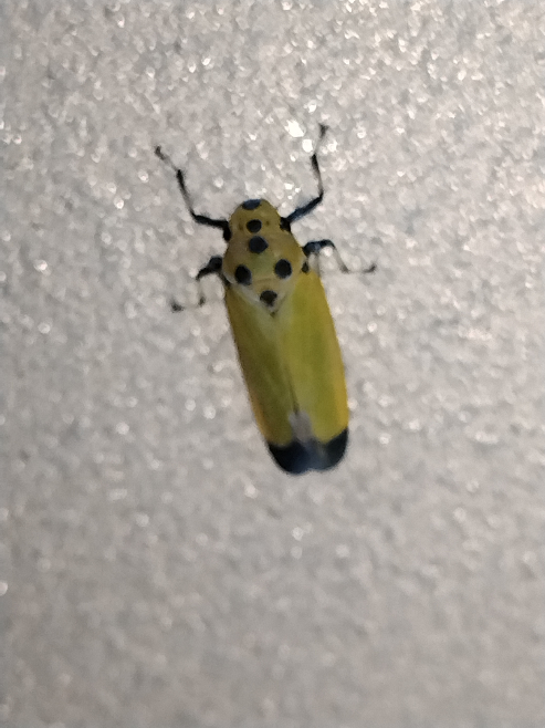 これは何ですか？ 長さ1cmくらいでした。 虫