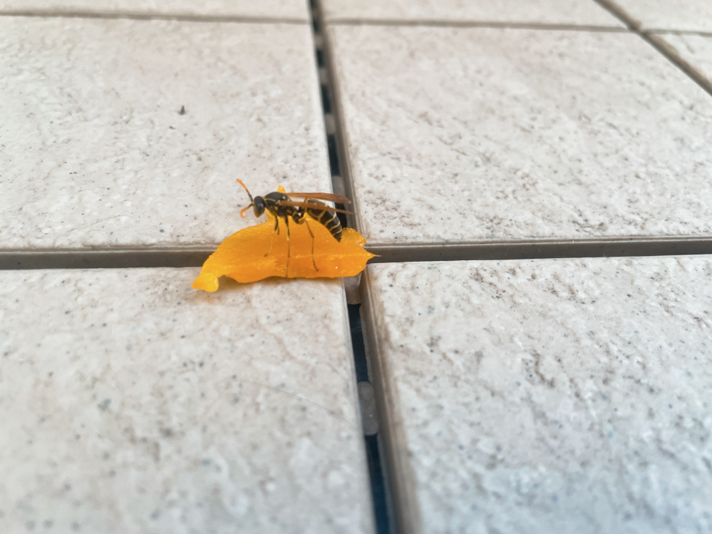 これはなんて蜂ですか？ アシナガバチの類だとは思いました！