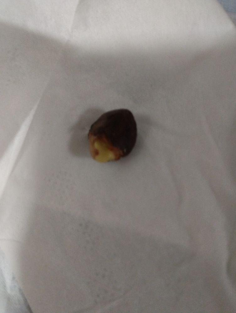 子どもが公園で拾った実を齧って食べてしまいました。この実が何か分かりますでしょうか？